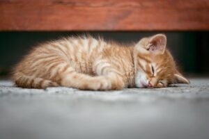 cat g8bb4ba10e 640